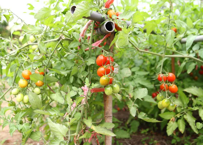 West Old House * Kenting